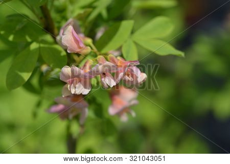 Adams Laburnum Flower - Latin Name - Laburnocytisus Adamii
