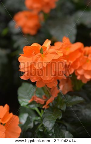Crossandra Fortuna Flower - Latin Name - Crossandra Fortuna