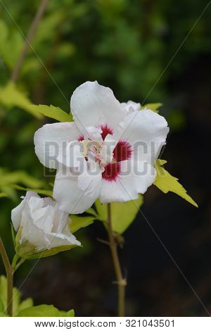 Rose Of Sharon Speciosus - Latin Name - Hibiscus Syriacus Speciosus