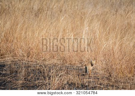 Jungle Cat Or Felis Chaus Or Reed Cat In Dry Deciduous Forest At Ranthambore Tiger Reserve, Rajastha