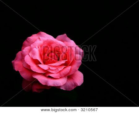 Rosa Rose