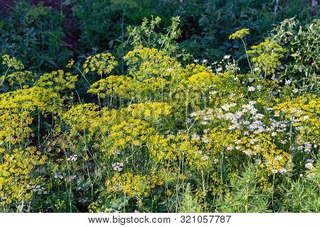 Bright Inflorescences Dill - Anethum Graveolens And Matricaria Chamomilla On A Dark Green Background