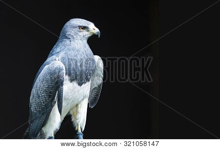 Portrait Of An Aguja, A Black-chested Buzzard-eagle, In Front Of Black Background