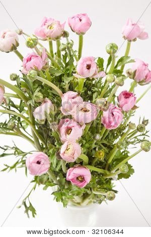Ranuncolo rosa