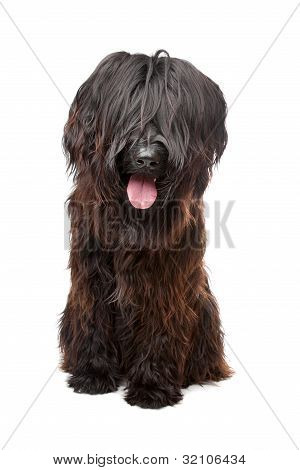 Briard, Berger De Brie, Berger Briard