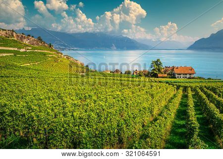 Picturesque Terraced Vineyard With Lake Geneva In Background. Amazing Place With Vineyards And Vine 