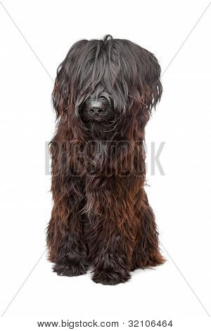 Briard, Berger De Brie, Berger Briard