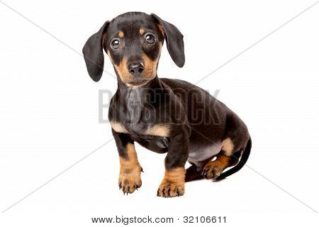 Dachshund ลูกสุนัข Teckel