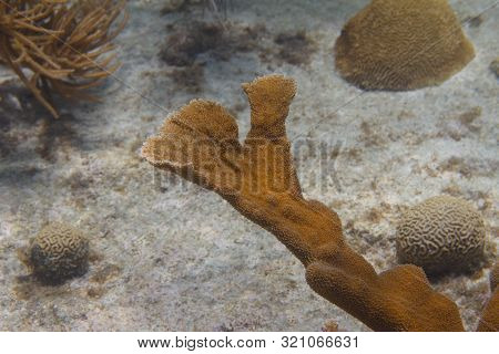 Critically Endangered Elkhorn Coral On Coral Reef Off Bonaire, Dutch Caribbean