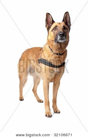 German Shepherd Dog