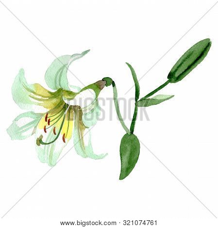 Lilium Floral Botanical Flower. Watercolor Background Illustration Set. Isolated Lilium Illustration