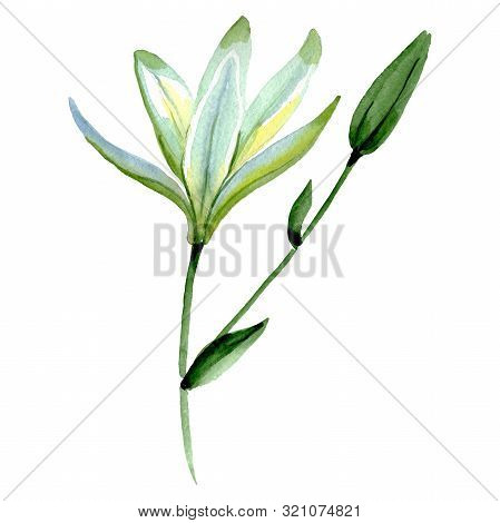 Lilium Floral Botanical Flower. Watercolor Background Illustration Set. Isolated Lilium Illustration
