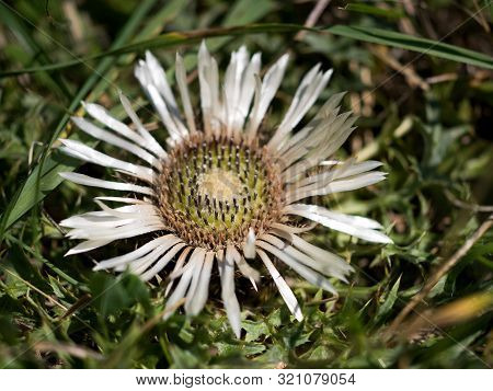 Carlina Acaulis (carlina Acaulis L.) Is A Perennial Herb Of The Family Asteraceae. In 1997 It Became