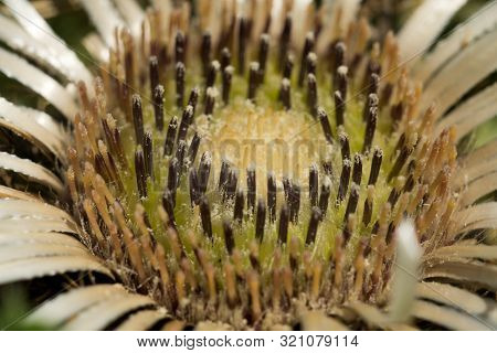 Carlina Acaulis (carlina Acaulis L.) Is A Perennial Herb Of The Family Asteraceae. In 1997 It Became