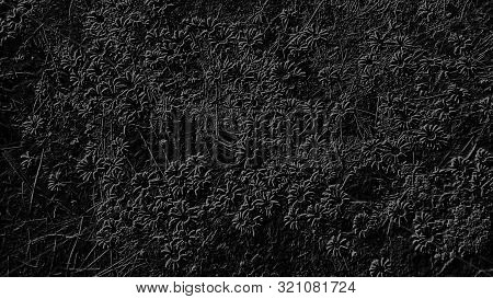 Abstract Image On A Black Background With Gray Lines On A Vegetable Theme With Chamomiles