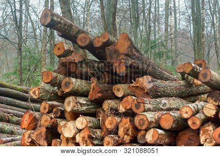 Felled Trees In A Stack, Logs From Felled Tree Trunks