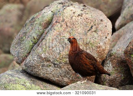 Male Red Grouse (lagopus Lagopus Scotica) Perched On Rocks In Scottish Mountains.