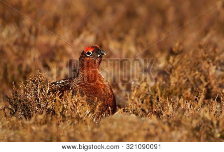 Close Up Of A Male Red Grouse (lagopus Lagopus Scotica) In The  Field Of Heather In Autumn, Scotland