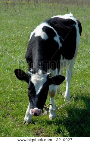 Veau noir et blanc dans le champ