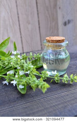 A Bottle Of Tulsi Essential Oil With Fresh Tulsi, Or Holy Basil. Vertical Photo