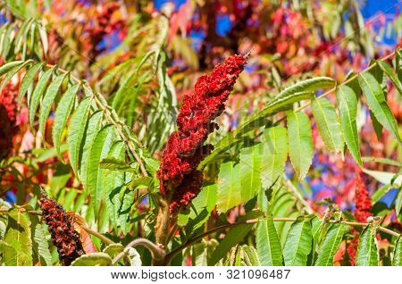 Autumn Red And Yellow Colors Of The Rhus Typhina, Staghorn Sumac, Anacardiaceae, Leaves Of Sumac On 
