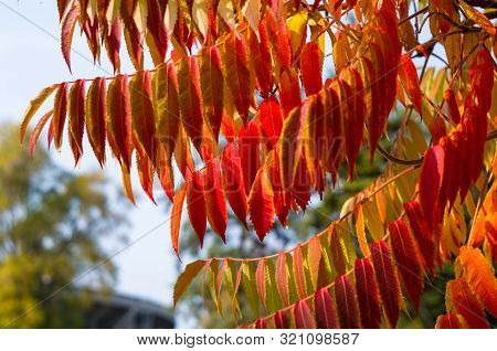 Autumn Red And Yellow Colors Of The Rhus Typhina, Staghorn Sumac, Anacardiaceae, Leaves Of Sumac On 