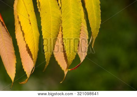 Autumn Red And Yellow Colors Of The Rhus Typhina, Staghorn Sumac, Anacardiaceae, Leaves Of Sumac On 