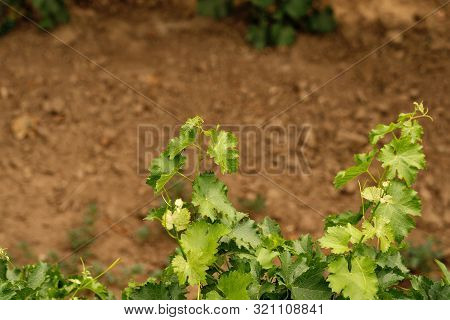 Vineyard And Vines In Early Summer.  Branch Of Vine Leaves In Vineyard. Text Space