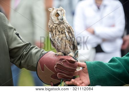 Beautiful Eared Owl With Orange Eyes Sitting On His Hand In A Leather Glove.