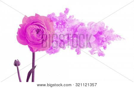 Violet (pink) anemone flower with smoke cloud. Creative Color Contcept. Isolated on white background.