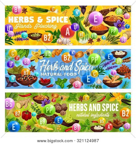 Vector Herb And Spice Natural Food, Spicy Plants With A B E, Vitamins And Healthy Condiments. Culina