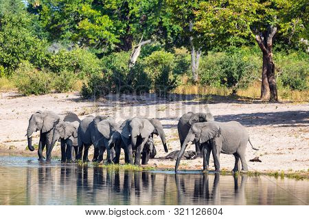 Herd Of African Elephant With Small Babies, Loxodonta On Waterhole In Bwabwata, Caprivi Strip Game P