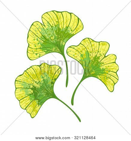 Set Of Artistic Autumn Ginko Biloba Leaves Painted Green And Yellow On White Background.