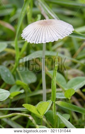 Pleated Inkcap Fungus - Parasola Plicatilis 
Small Mushroom In Grass