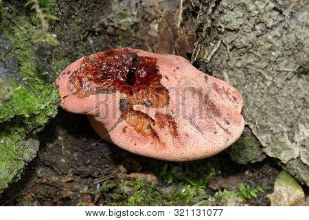 Beefsteak Fungus - Fistulina Hepatica 
Damaged Cap Bleeding