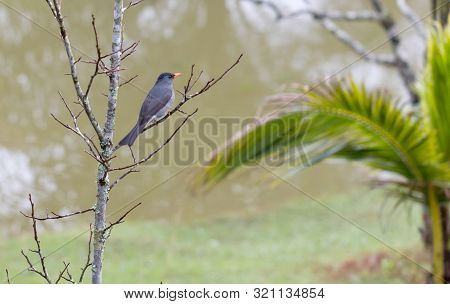 Madagascar Bulbul (hypsipetes Madagascariensis)