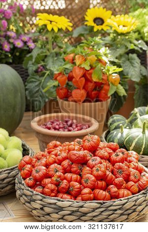 Harvest Festival, Basket With Mock Tomato, Physalis Fruits, Rosehip Berries Pumpkin Flowering Asters