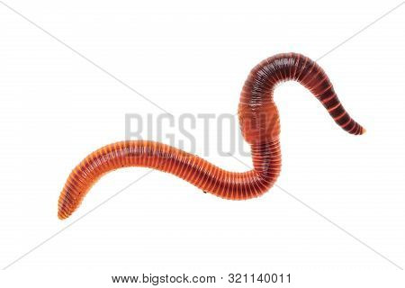 Macro Shot Of Red Worm Dendrobena, Earthworm Live Bait For Fishing Isolated On White Background.