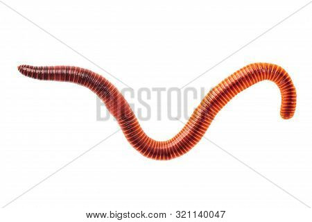 Macro Shot Of Red Worm Dendrobena, Earthworm Live Bait For Fishing Isolated On White Background.