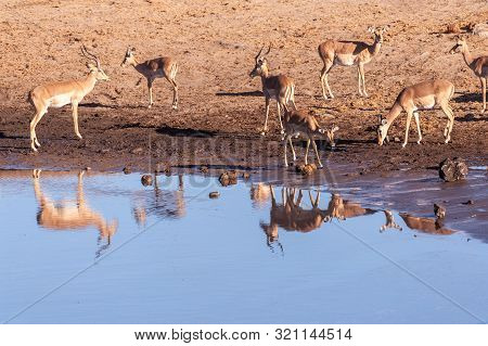 A Group Of Impalas -aepyceros Melampus- Drinking From A Waterhole In Etosha National Park, Namibia.