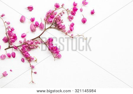 Colorful Pink Little Flowers Antigonon Leptopus Climber Local Flora Arrangement Flat Lay Postcard St