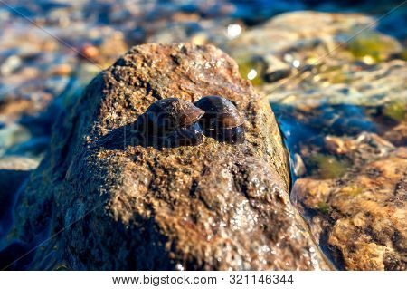 Two Great Pond Snails (lymnaea Stagnalis) On The Wet Stone On A Summer Afternoon.