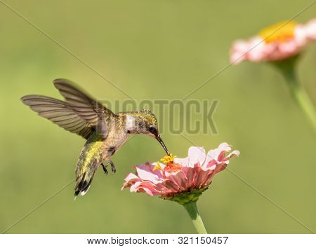 Archilochus colubris, Ruby-throated Hummingbird feeding on a light pink Zinnia flower
