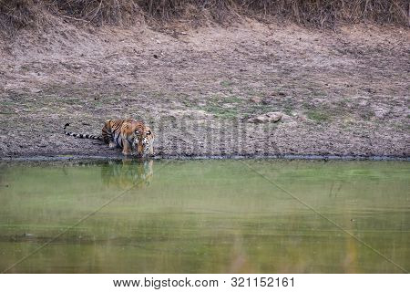Female Bengal Tiger Drinking Water From Waterhole During Hot Summer Season Safari At Kanha National 