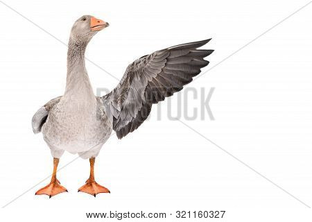 Goose Points Wing To Side Standing Isolated On White Background