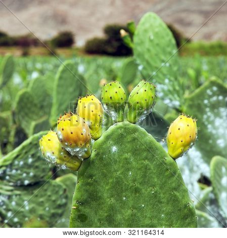 Prickly Pear Cactus Or Opuntia Field Near Nasca Town In Peru, Opuncia Cactuses Are Typical Agricultu