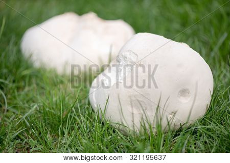Calvatia Gigantea Mushroom. White Mushroom Grows In The Field.
