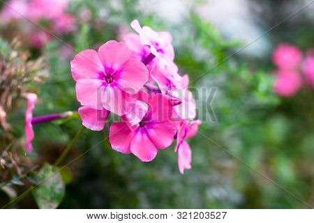 Blooming Pink Phlox Paniculata Flowers. Clusters Of Pink Phlox In A Flower Bed In The Summer Garden.