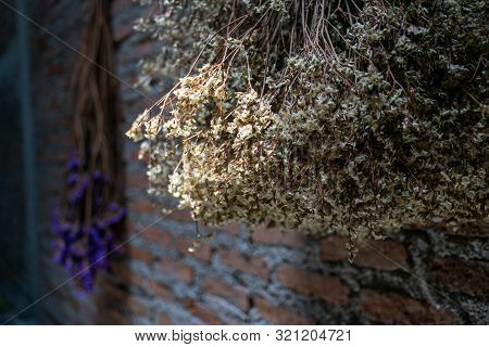 Close Up Of Flat Pressed Dried Flower  (selective Focs)