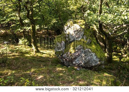 Huge Stone - Rock, Partly Covered By Moss, Among The Trees In The Forest. Fresh Green Color Of The L